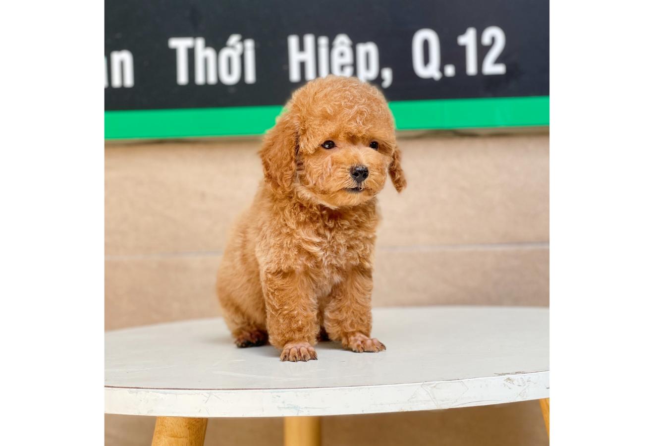 Poodle Toy - Màu Nâu (MS 03)