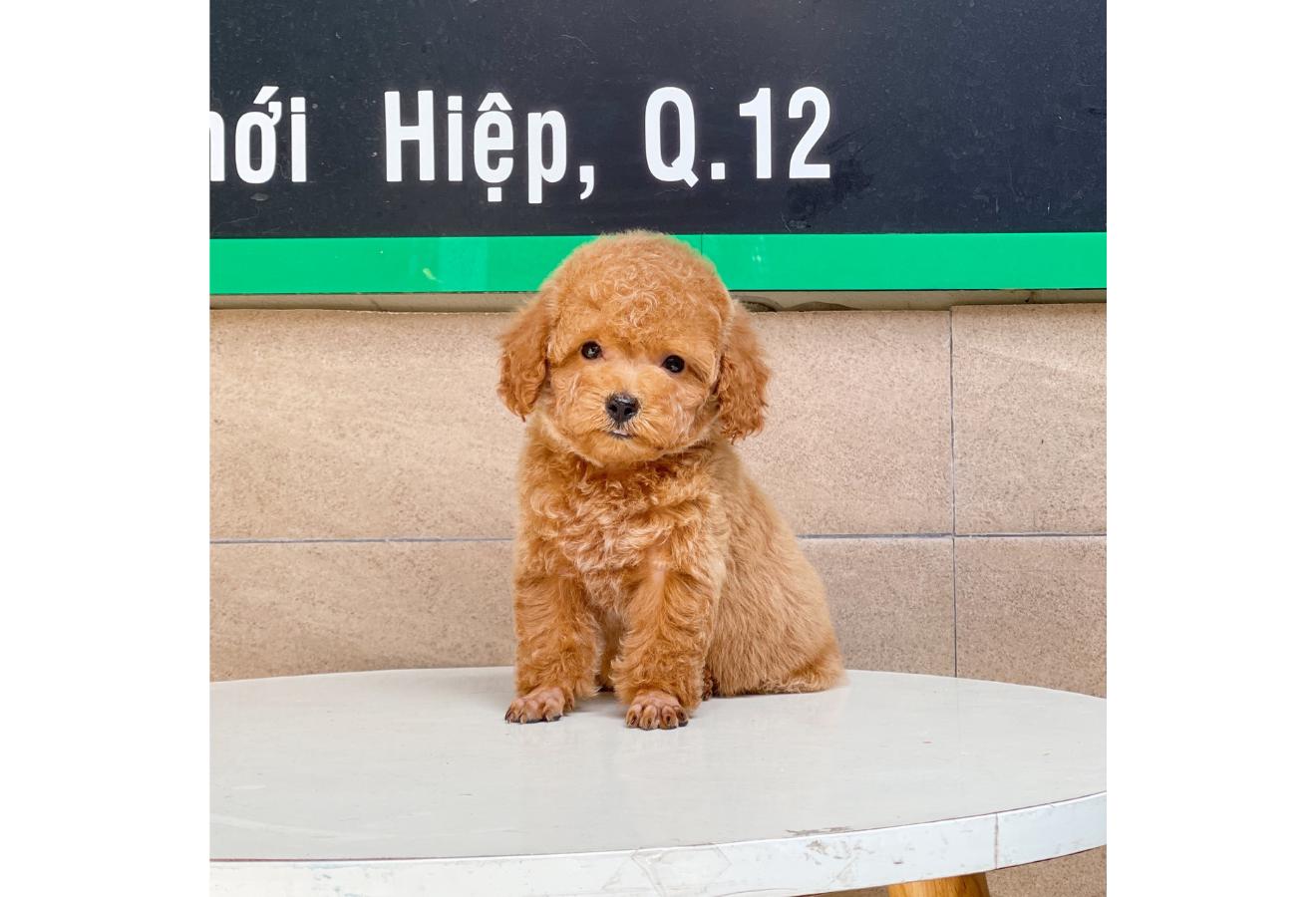 Poodle Toy - Màu Nâu (MS 03)