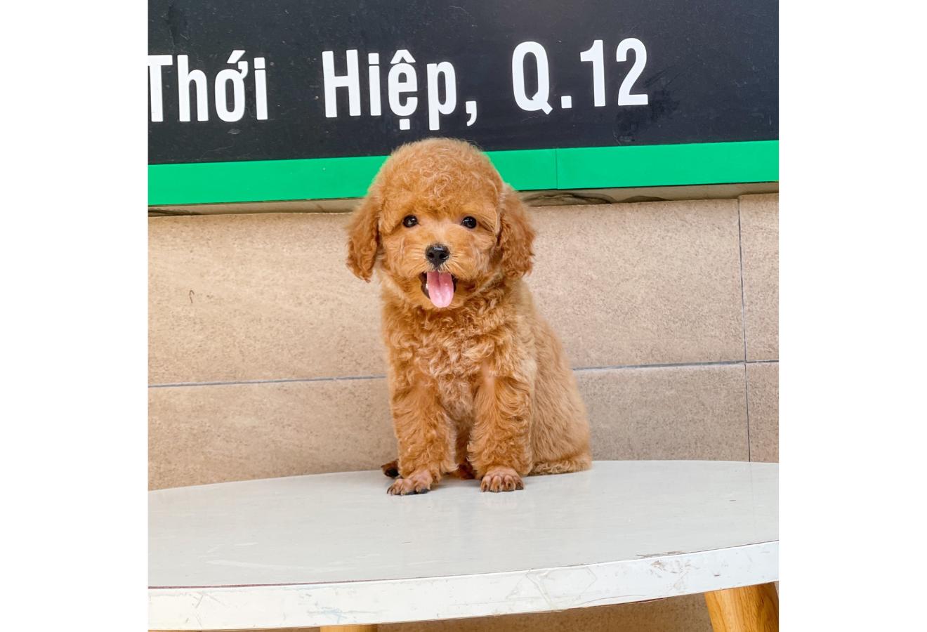 Poodle Toy - Màu Nâu (MS 03)