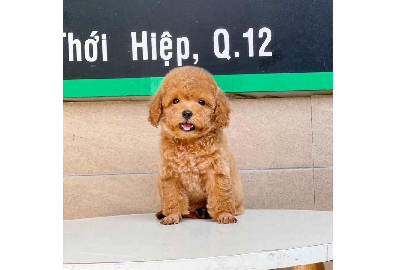 Poodle Toy - Màu Nâu (MS 03)