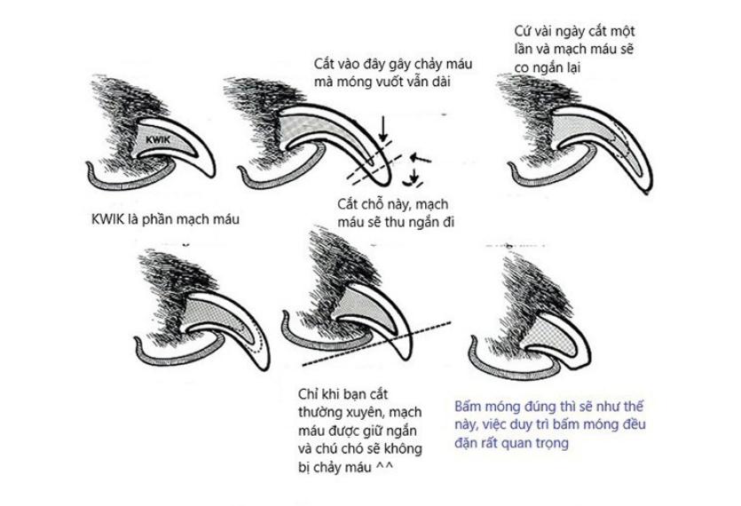 Letrungpet - Kìm Cắt & Dũa Móng (Cán Cong)