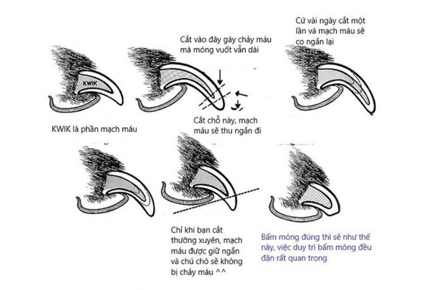 Letrungpet - Kìm Cắt & Dũa Móng (Cán Thẳng)