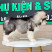 Alaska Oversize - Màu Đen Trắng (MS 01)