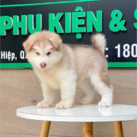 Alaska Oversize - Màu Hồng Phấn (MS 01)