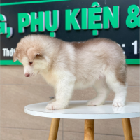 Alaska Oversize - Màu Hồng Phấn (MS 01)