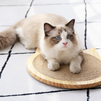 Letrungpet - Bàn Cào Móng Mèo (Gỗ)