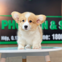 Corgi Lông Dài - Màu Vàng (MS 05)