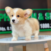 Corgi Lông Dài - Màu Vàng (MS 05)