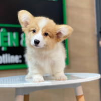 Corgi Lông Dài - Màu Vàng (MS 05)