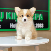 Corgi Lông Dài - Màu Vàng (MS 06)