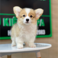 Corgi Lông Dài - Màu Vàng (MS 06)