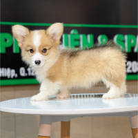 Corgi Lông Dài - Màu Vàng (MS 06)