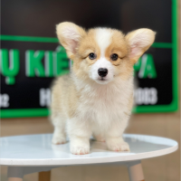 Corgi Lông Dài - Màu Vàng (MS 06)