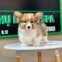 Corgi Lông Dài - Màu Vàng (MS 07)