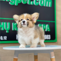Corgi Lông Dài - Màu Vàng (MS 07)