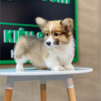 Corgi Lông Dài - Màu Vàng (MS 07)