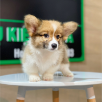 Corgi Lông Dài - Màu Vàng (MS 07)