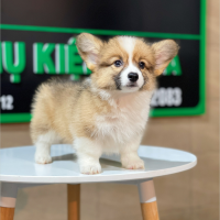 Corgi Lông Dài - Màu Vàng (MS 08)