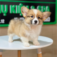 Corgi Lông Dài - Màu Vàng (MS 08)