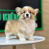 Corgi Lông Dài - Màu Vàng (MS 08)