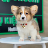 Corgi Lông Dài - Màu Vàng (MS 10)