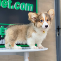 Corgi Lông Dài - Màu Vàng (MS 10)