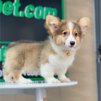 Corgi Lông Dài - Màu Vàng (MS 10)