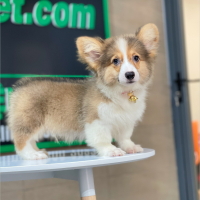 Corgi Lông Dài - Màu Vàng (MS 10)