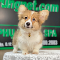 Corgi Lông Dài - Màu Vàng (MS 11)