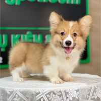 Corgi Lông Dài - Màu Vàng (MS 11)