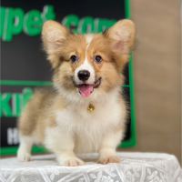 Corgi Lông Dài - Màu Vàng (MS 11)