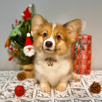 Corgi Lông Dài - Màu Vàng (MS 11)