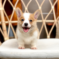 Corgi Lông Ngắn - Màu Vàng (MS 06)