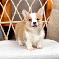 Corgi Lông Ngắn - Màu Vàng (MS 06)