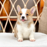 Corgi Lông Ngắn - Màu Vàng (MS 06)