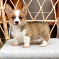 Corgi Lông Ngắn - Màu Vàng (MS 07)