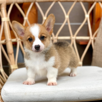 Corgi Lông Ngắn - Màu Vàng (MS 07)