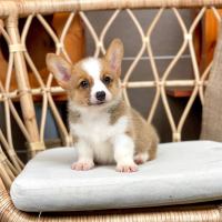 Corgi Lông Ngắn - Màu Vàng (MS 07)