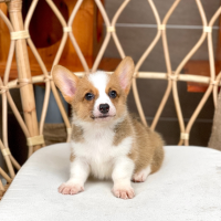 Corgi Lông Ngắn - Màu Vàng (MS 07)