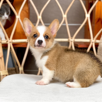 Corgi Lông Ngắn - Màu Vàng (MS 07)