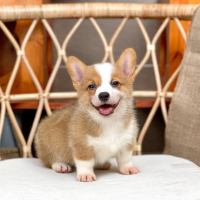 Corgi Lông Ngắn - Màu Vàng (MS 08)