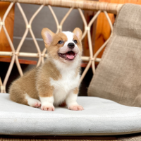Corgi Lông Ngắn - Màu Vàng (MS 08)