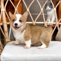 Corgi Lông Ngắn - Màu Vàng (MS 08)
