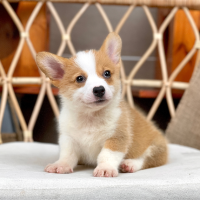 Corgi Lông Ngắn - Màu Vàng (MS 09)