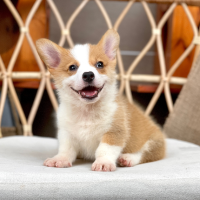 Corgi Lông Ngắn - Màu Vàng (MS 09)