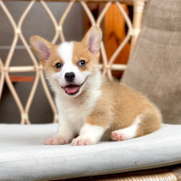 Corgi Lông Ngắn - Màu Vàng (MS 09)