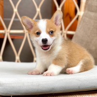 Corgi Lông Ngắn - Màu Vàng (MS 09)