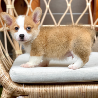 Corgi Lông Ngắn - Màu Vàng (MS 09)