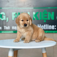 Golden Retriever - Màu Đỏ Bò (MS 01)