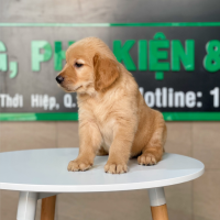 Golden Retriever - Màu Đỏ Bò (MS 01)